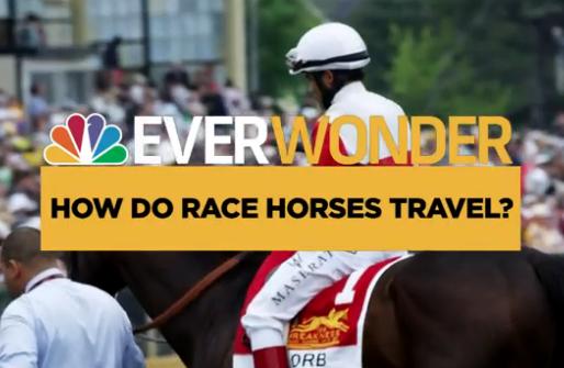 Ever Wonder: How Do Horses Travel to Races? 